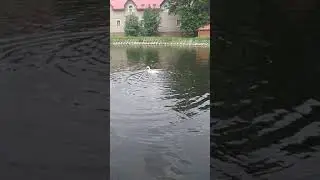 Пруд Лебеди