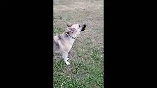 овчарка воет на сирену. german shepherd howling with police siren.