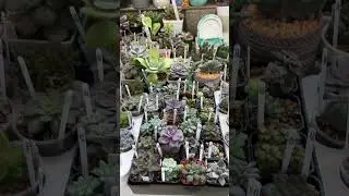 Суку_ленты 