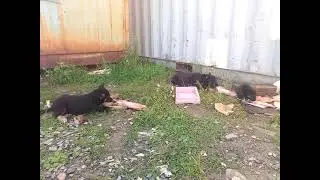 щенки дворняжек 6