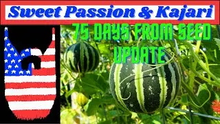 Sweet Passion and Kajari Melon 75 Day Update