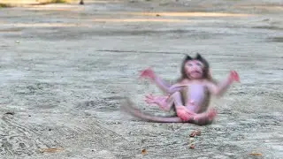 Good mom Teva near her baby monkey Tessa leans to walk and strong by herself but she falls down.