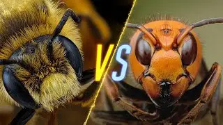 Murder Hornets VS Bees