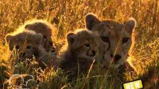 Disney Channel Czech - Promo: African Cats (New Series Premiere)