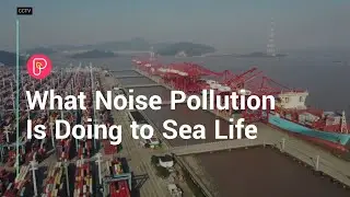 What noise pollution is doing to sea life