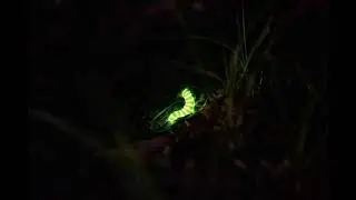 Glow worm