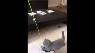 Scottish fold kitten