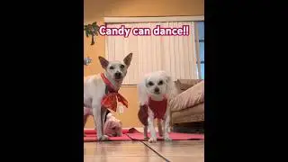 Candy spinning like a ballerina! #adorable  Princess,Cotton &Candy! #pleasesubscribe #4k #dog #dance
