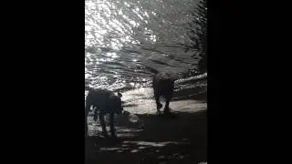 Умный дабрадор