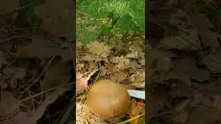 Манатарки