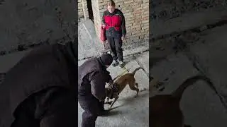 Malinois finds the intruder, accompanies him and prevents his escape. #COMPANIONUKRAINE Dog training