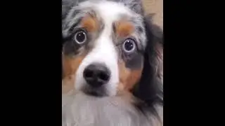 Dog Souls