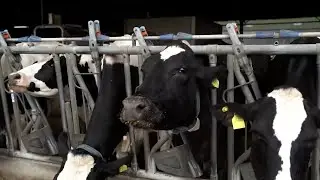 Bovine TB Part 1