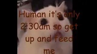 MY CAT EVERY MORNING (MEME)