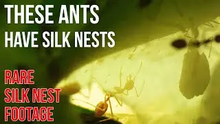 Incredible Weaver Ants   Rare Silk Nest Footage in Music