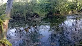 Косинки в свої копанці.
