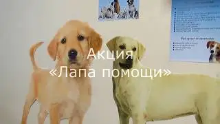 Лапа помощи | акция 2019