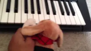 Puppy Playing Keyboard