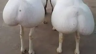 АЗИАТСКИЕ Блюда Под НАЗВАНИЕм ДиМаЛмА👍🔥🔥😉