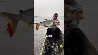 Even crocodiles respect these fish.