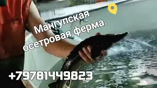 Мангупская осетровая  ферма