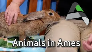 Animals in Ames | October 12, 2022