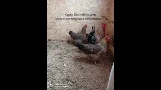 Куры Билефельдер. Описание породы и яйценоскость.