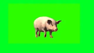 Pig Green Screen Video | Animal Green Screen | Pig Running