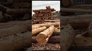 САМОЕ БОЛЬШОЕ ПРОИЗВОДСТВО С ЛЕСОМ В МИРЕ!