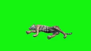 tiger green screen video footage sleep