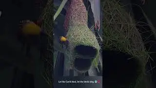 The Master Weavers of the Wild 🌾🐦 🏡🕊️ 