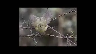 Gransångare födosöker - chiff chaff feeding