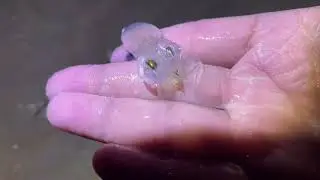 He bited me! Can you believe that? 😤😤😤😤#sea #fish #food #foryou#lion_kings