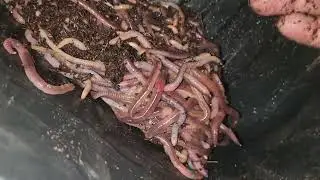 MY WORM FARM OPERATION EPISODE 28: ALL THE BABIES!
