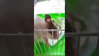 Еве надо сшить сарафан с карманами! Для семечек!😀😳🥰😍👍🐭❤️😂