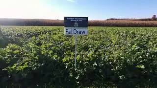 Fall Draw