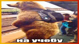 тикток на учебе | подборка мемов