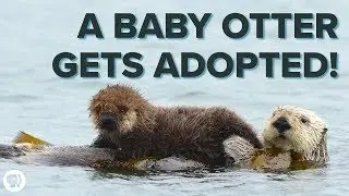 Inside an ADORABLE Sea Otter Adoption Program!
