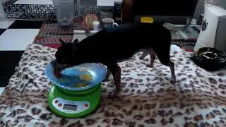 Худеем с Добби. Новая диета. 🐾💓👣