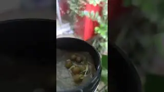 КАЛЛЫ ИЗ СЕМЯН #сад #садоводство #урожай