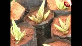 EARTH WATCH: by Rosalia  and Judith Akolo