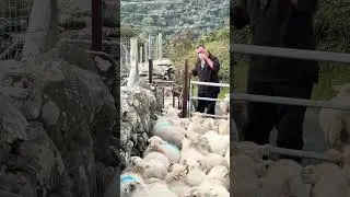 Sheep sorting isn’t easy #sheepfarming #youtubeshorts #sheephusbandry #viralshortvideo #farming