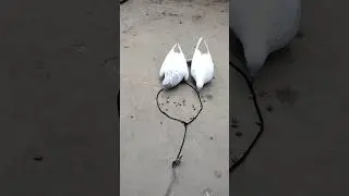 🕊pigeon trap