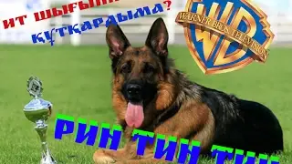 Ит компанияны шығыннан құтқардыма? Рин Тин Тин