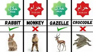 Halal and Haram Animals in Islam Explained 