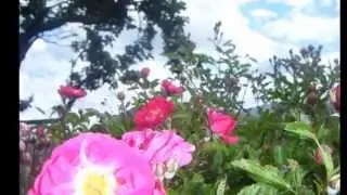 vida y color