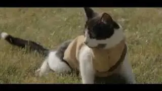 Коты против зомби