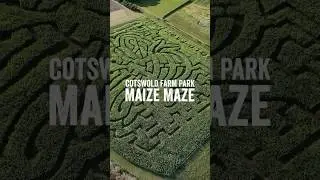 Navigate your way through the twists and turns of our towering corn in our maize maze, open now. 🌽