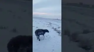 Козогистонда хово совуклигидан хайвонлар котиб колган.