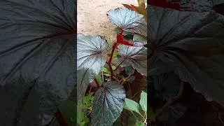Beautiful Plants in the world 